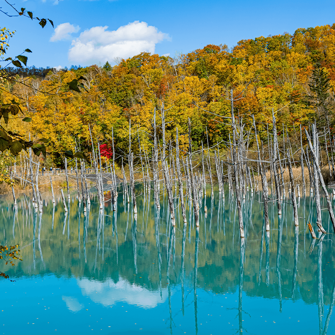 北海道_白金青い池2