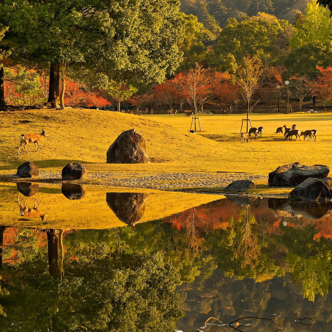 奈良_奈良公園5