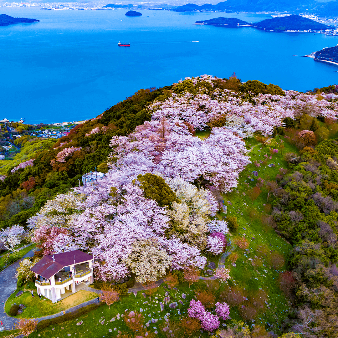 紫雲 出山 桜