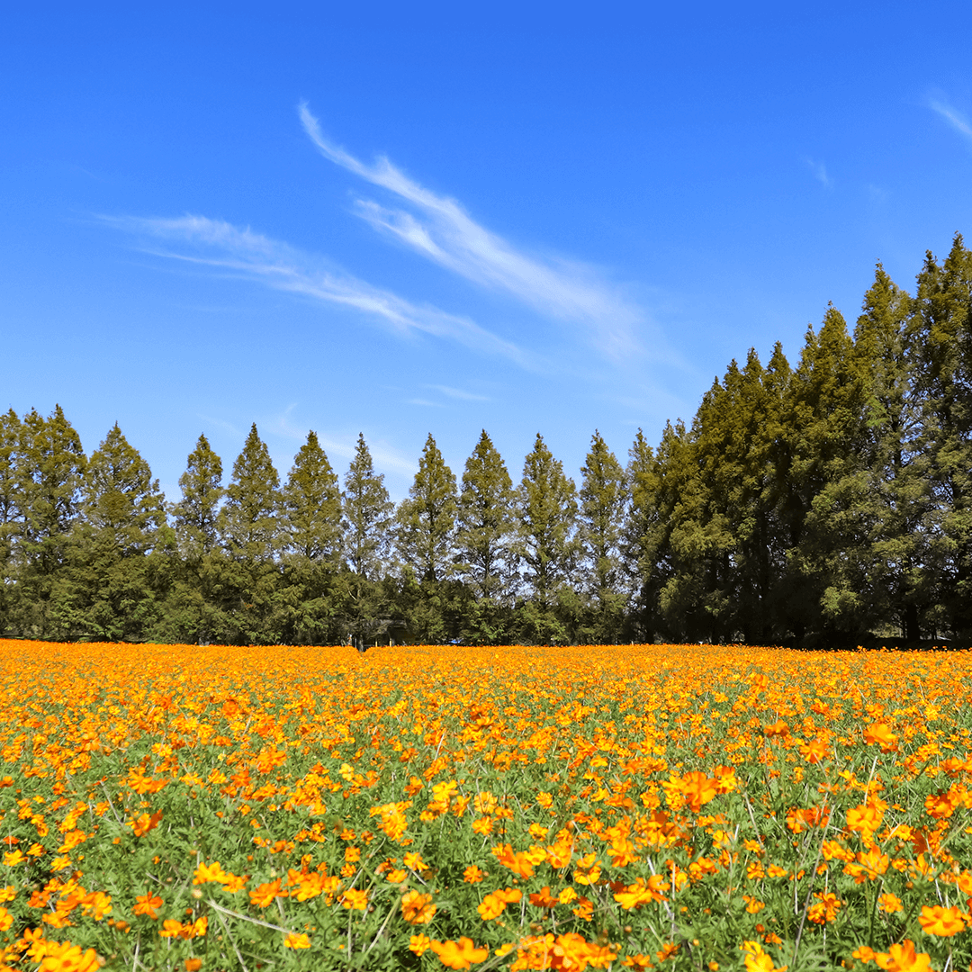 宮崎_生駒高原3