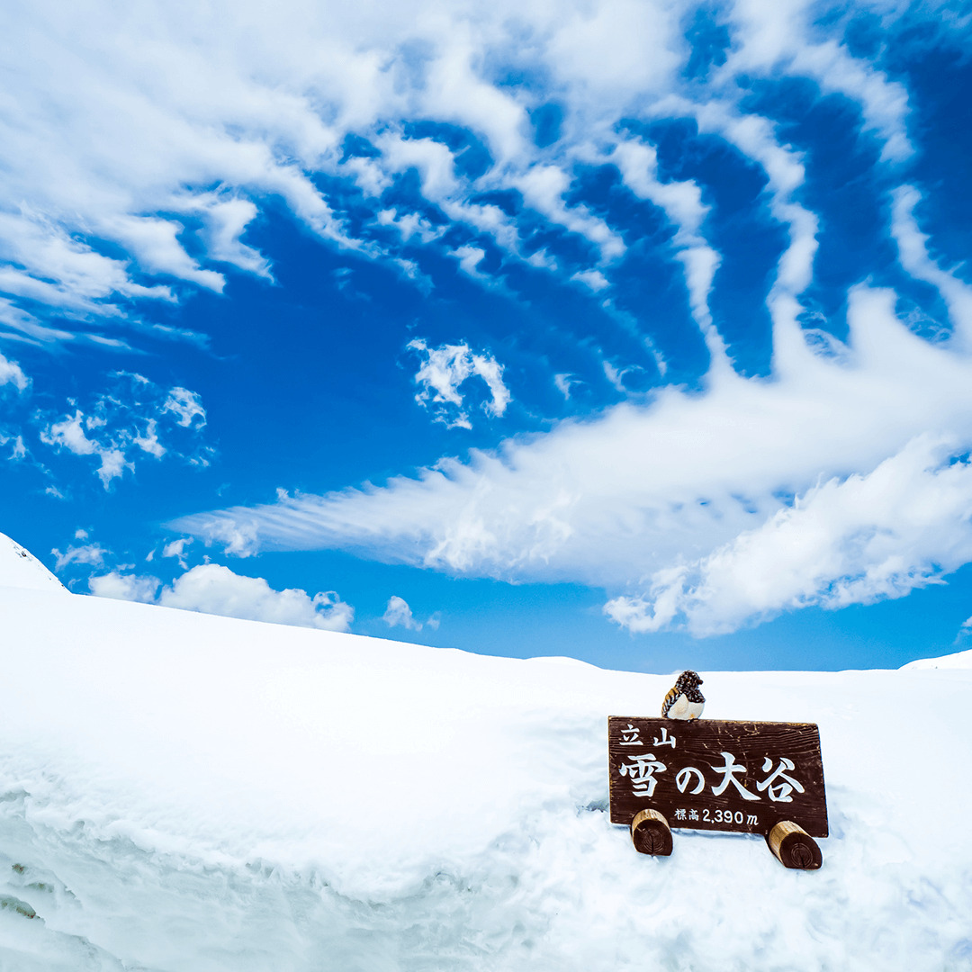 富山_雪の大谷8